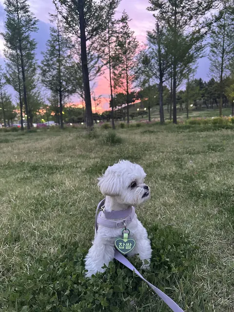 황금빛 노을이 물드는 공원에서 찹쌀이의 산책 시간, 따뜻한 저녁 바람을 맞으며 행복한 순간이에요.