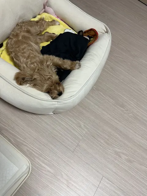 설탕이가 부드러운 침대에서 편안한 낮잠을 즐기고 있네요.