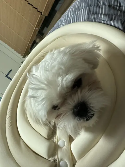 흰색 찹쌀이가 포근한 침대에서 편안하게 낮잠을 즐기고 있어요.