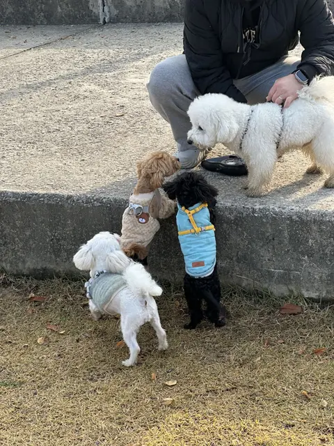 함께 산책하며 행복한 시간을 나누고 있는 귀여운 아이들의 모습이 따뜻하네요.