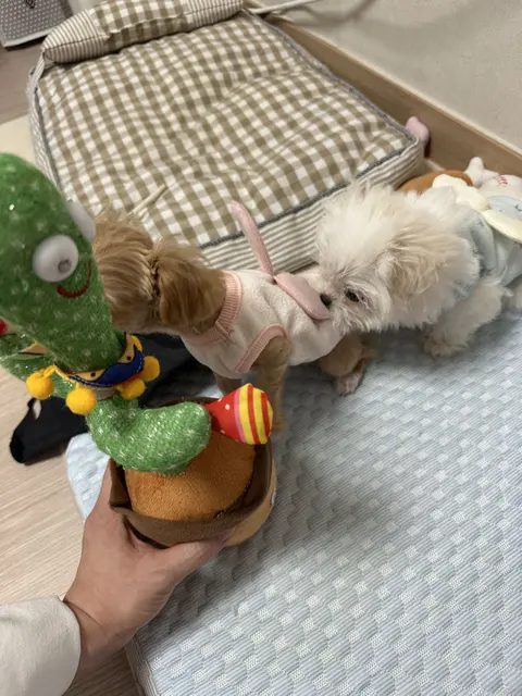 따뜻한 집에서 장난감과 함께 편히 쉬는 두 친구의 모습이 정겨워요.