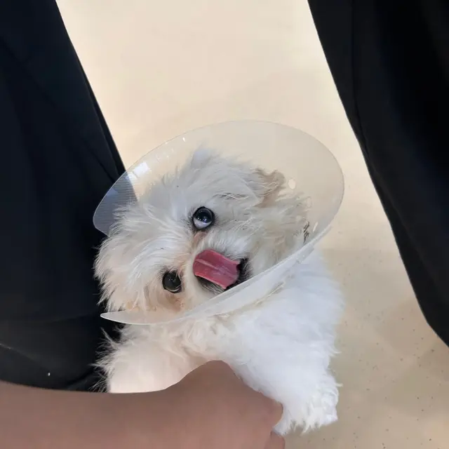 혀를 쏙 내밀며 빠르게 나을 수 있도록 응원하는 찹쌀이의 모습