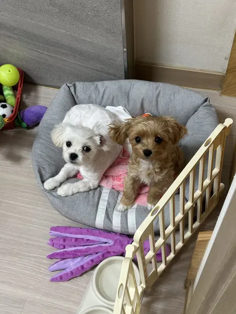설탕이와 찹쌀이가 손잡고 휴식하는 모습이 정말 사랑스러워요