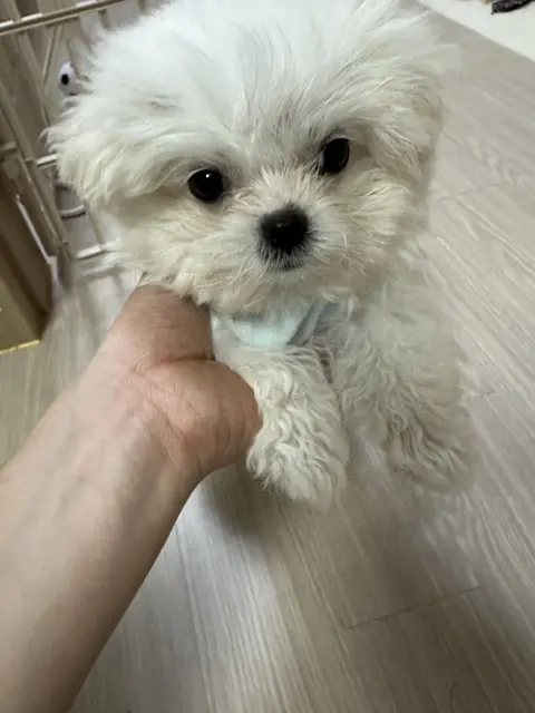 흰색 털의 찹쌀이가 사람의 따뜻한 손 위에서 편안한 시간을 보내고 있네요
