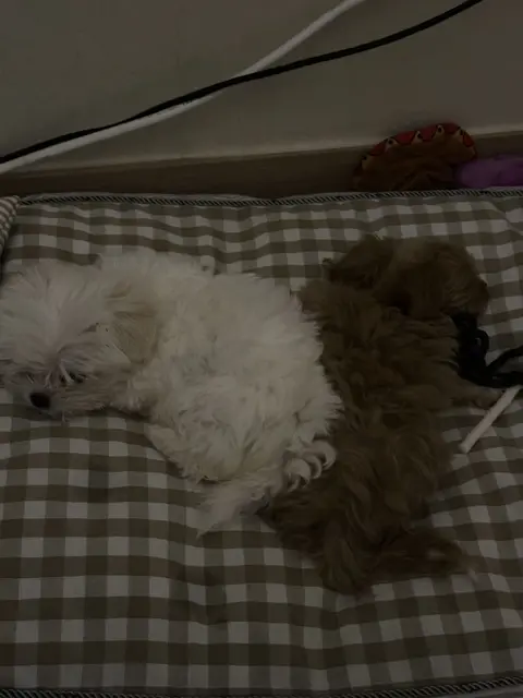 설탕이와 찹쌀이가 함께 포근하게 낮잠을 자고 있네요.