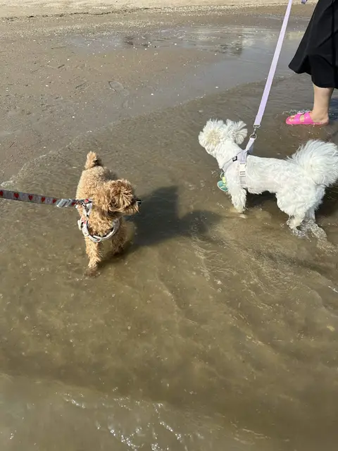 바닷가 얕은 물에서 설탕이랑 찹쌀이가 나란히 첨벙첨벙 산책하는 행복한 순간이에요