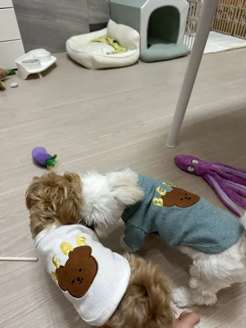 설탕이와 찹쌀이가 옷을 입고 함께 신나게 노는 따뜻한 순간이에요.