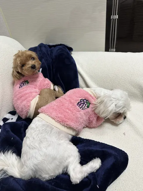 설탕이와 찹쌀이가 분홍 옷을 입고 함께 소파에서 포근하게 낮잠을 자고 있어요.