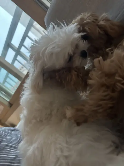 햇빛이 내려오는 창가에서 함께 편안하게 쉬는 두 아이의 따뜻한 모습이에요.