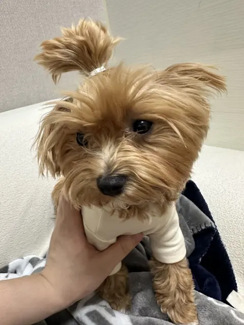 따뜻한 손에 안겨 편히 쉬는 달콤한 설탕이의 모습이 정말 사랑스럽네요