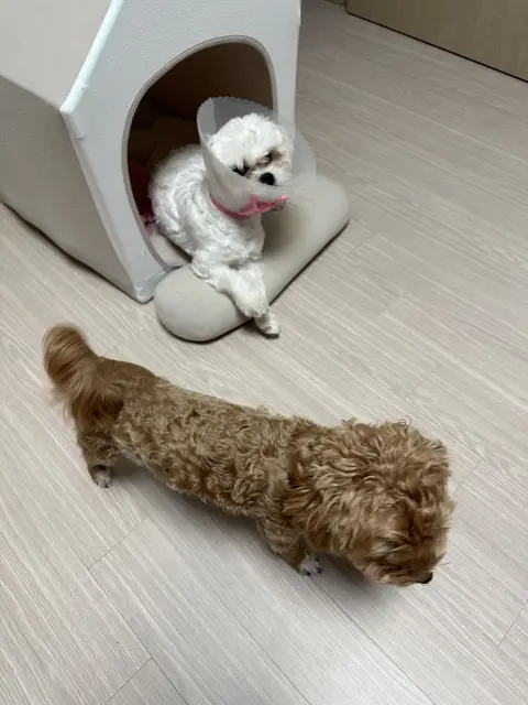 설탕이와 찹쌀이가 함께 편안한 시간을 보내고 있어요.