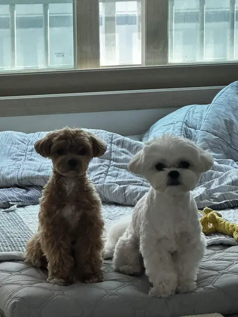 침대 위에 나란히 앉아 카메라를 바라보는 설탕이와 찹쌀이, 옆에 장난감도 보여요