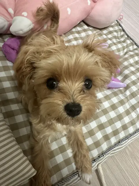 포근한 침대에서 행복하게 낮잠 자는 사랑스러운 모습이에요