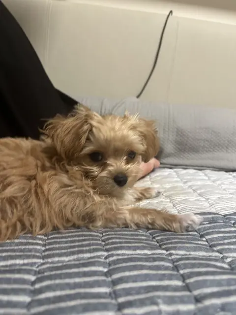 침대에서 편안히 쉬고 있는 귀여운 설탕이의 모습이 참 사랑스럽네요.