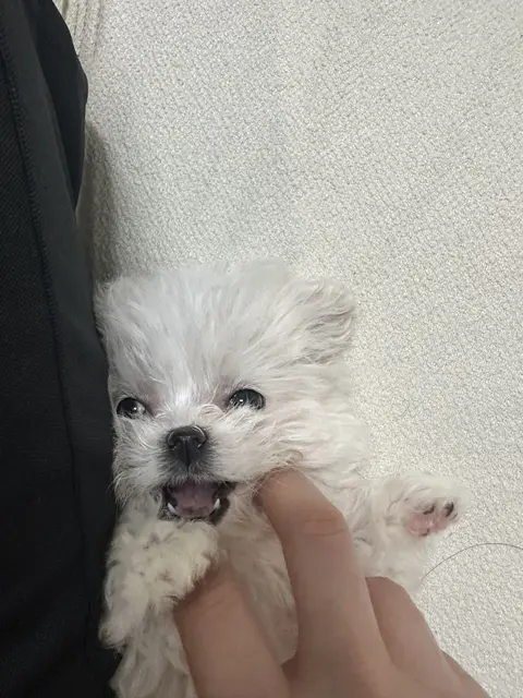 손 위에서 밝게 웃는 찹쌀이의 모습이 너무 사랑스러워요