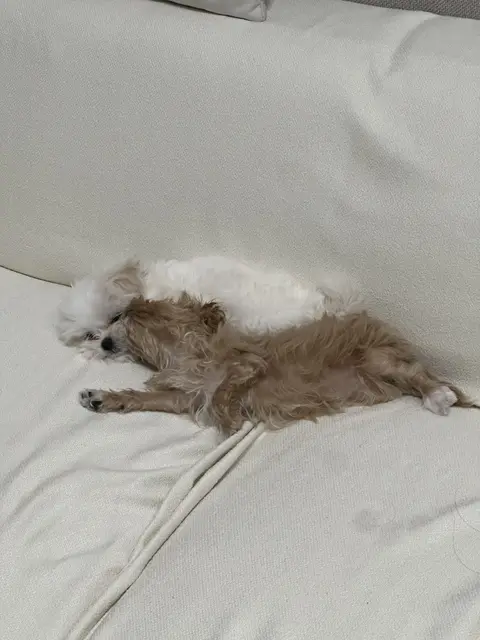 침대에서 편안하게 낮잠을 자고 있는 사랑스러운 모습이에요.