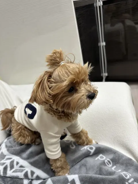 편안한 침대에서 나른하게 쉬고 있는 따뜻한 설탕이의 모습