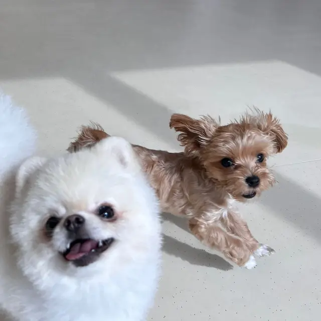 찹쌀이와 설탕이가 함께 햇빛 속에서 보내는 따뜻한 순간이에요.