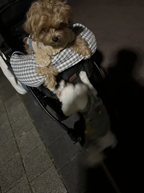 유모차에서 예쁜 옷을 입은 두 친구가 함께 신나는 산책을 즐기고 있어요.