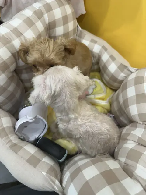 찹쌀이와 설탕이가 함께 편안한 침대에서 느긋하게 쉬고 있어요.