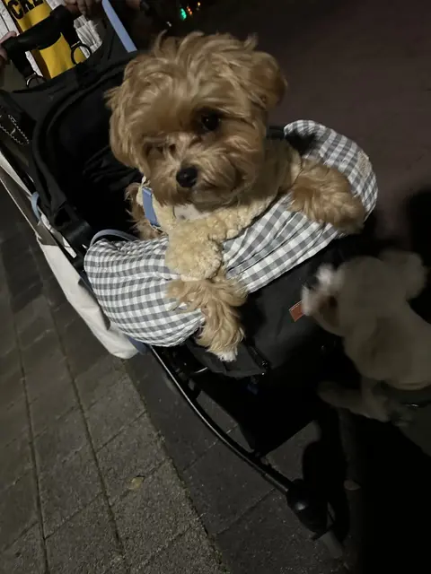 유모차에 편히 앉아 있는 설탕이가 마치 행복한 산책 같은 소풍을 즐기고 있네요.