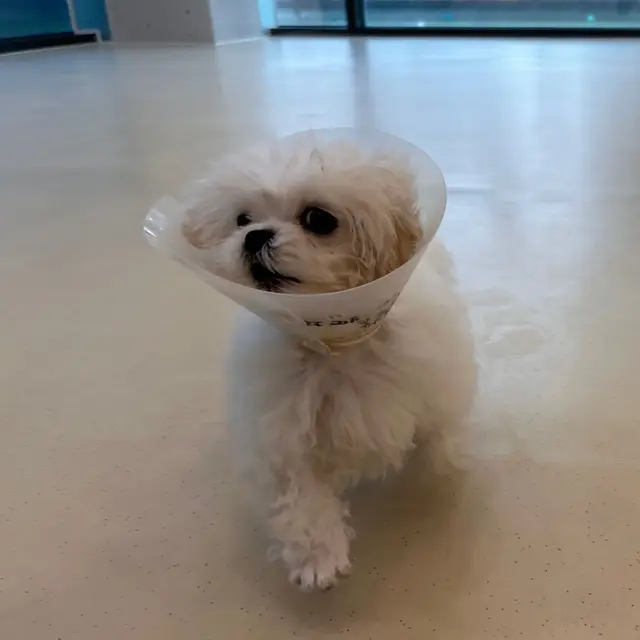 찹쌀이가 힘내며 회복 중이네요, 곧 더 밝은 표정을 보게 될 거예요.