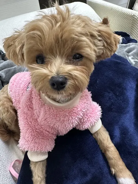 분홍 옷을 입고 편안하게 낮잠을 자고 있는 사랑스러운 아이네요.