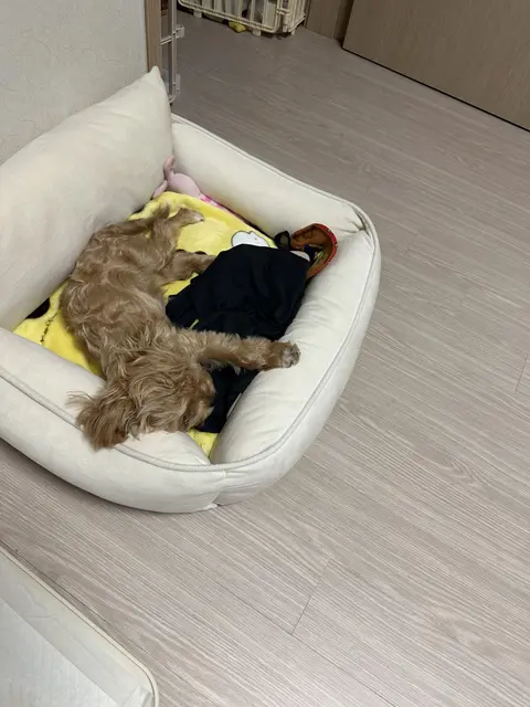 침대 위에서 포근하게 낮잠을 자고 있네요