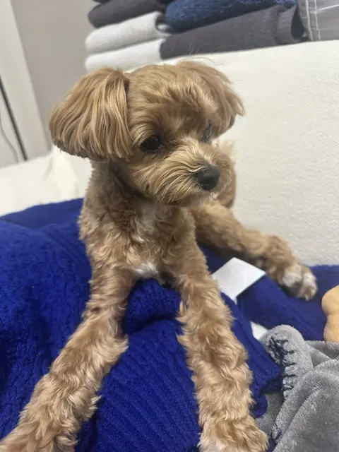 파란 담요 위에서 편하게 쉬고 있는 설탕이의 귀여운 모습이네요.