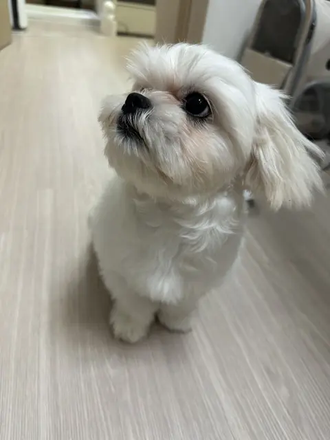 하얀 솜처럼 부드러운 털의 찹쌀이가 맑은 눈으로 무엇을 기다리고 있는 모습이에요.