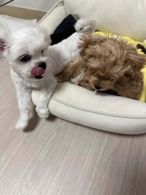 설탕이와 찹쌀이가 옹기종기 모여 따뜻한 낮잠을 자는 모습이 너무 사랑스러워요.