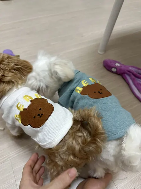 갈색 설탕이와 흰색 찹쌀이가 나란히 옷을 입고 함께 있는 따뜻한 순간