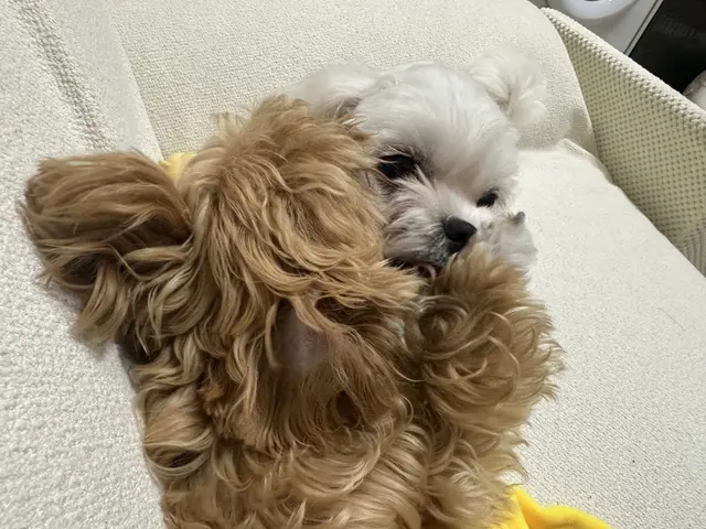설탕이와 찹쌀이가 함께 포근한 담요 위에서 편안하게 쉬고 있네요.
