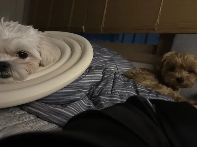 함께 누워있는 두 친구, 설탕이는 회복 중이네요