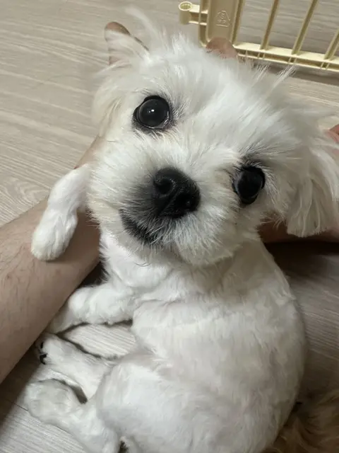따뜻한 손에 안겨 사랑스러운 눈으로 바라보는 찹쌀이의 행복한 순간이네요.