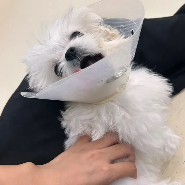 보호대를 한 찹쌀이의 용감한 모습이 정말 사랑스럽네요.