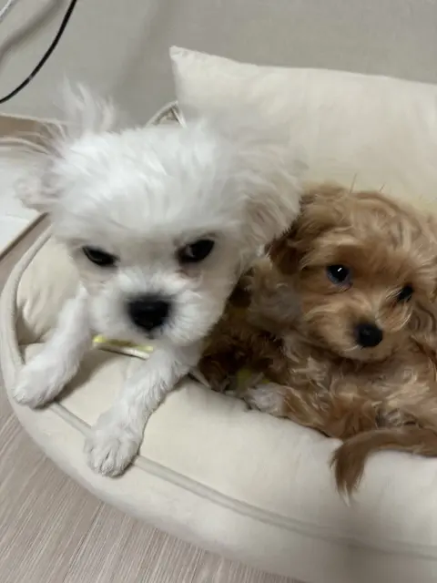 설탕이와 찹쌀이가 나란히 포근하게 낮잠을 자고 있어요.