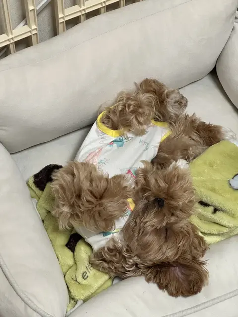 두 설탕이가 따뜻한 소파에서 나란히 쉬며 함께하는 행복한 순간이에요.