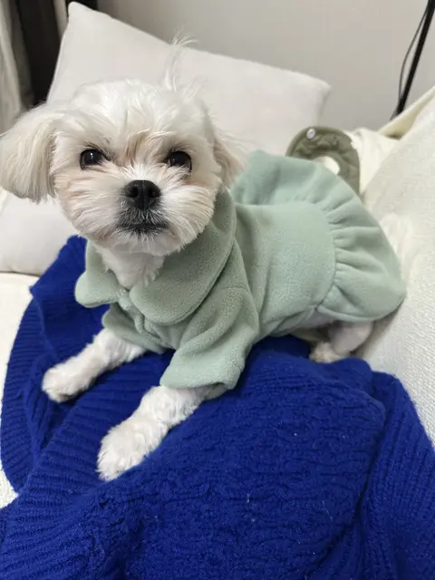 편안한 침대에서 따뜻한 옷을 입고 편히 쉬는 찹쌀이의 귀여운 모습이네요.