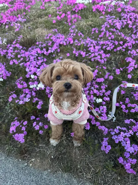 설탕이가 보라색 꽃밭에서 예쁜 옷을 입고 즐거운 산책을 즐기고 있네요.