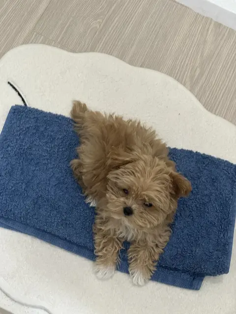 파란 수건에 푹신하게 몸을 파묻고 편안하게 휴식 중인 사랑스러운 모습이네요.