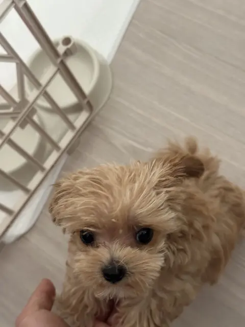 따뜻한 손 위에서 편히 쉬는 찹쌀이의 행복한 순간이네요.