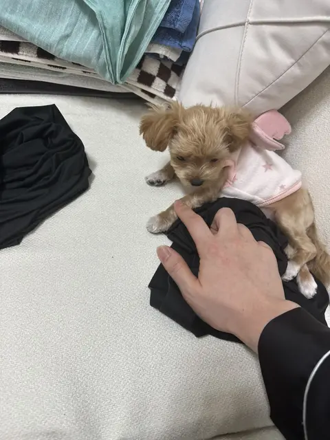 갈색 설탕이가 따뜻한 손길로 배를 쓰다듬어주며 행복한 시간을 보내고 있네요.