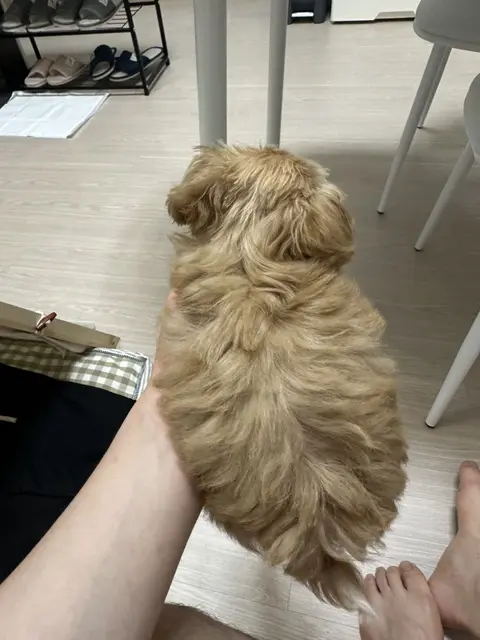 설탕이가 품 안에서 평온한 표정으로 쉬고 있는 다정한 순간