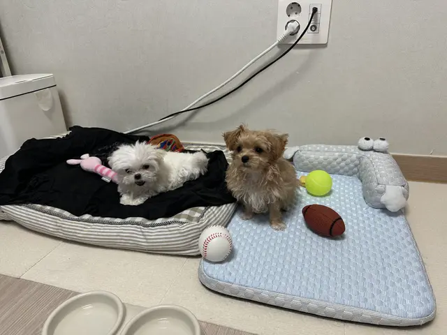 함께 있는 것만으로도 행복한 두 아이들이 좋아하는 장난감들과 함께 편히 쉬고 있네요.
