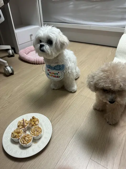 생일을 축하하는 찹쌀이들의 따뜻한 순간이에요.