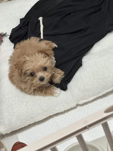 포근한 담요 위에서 편히 쉬는 설탕이의 모습이 참 사랑스럽네요.