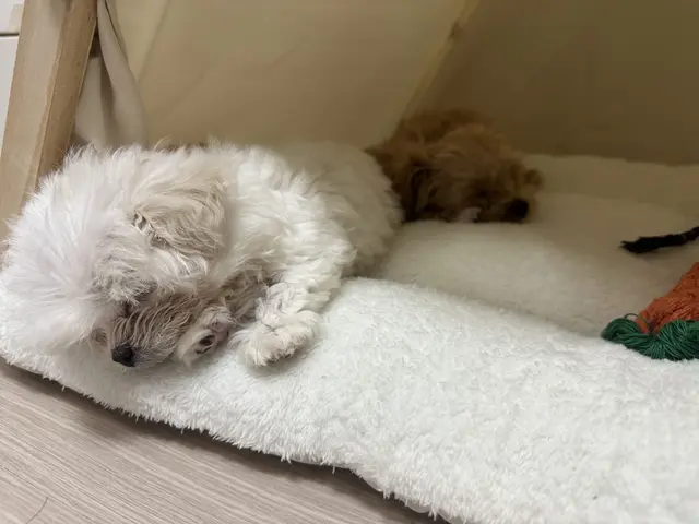 찹쌀이와 설탕이가 포근한 침대에서 함께 낮잠을 자며 행복한 시간을 보내고 있네요.