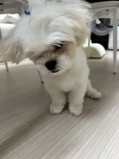호기심 어린 눈빛으로 누군가를 바라보는 찹쌀이의 귀여운 순간이에요.
