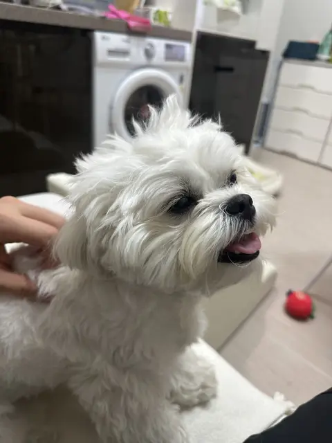 찹쌀이가 밝은 눈으로 장난감을 바라보며 신나게 놀고 있네요.